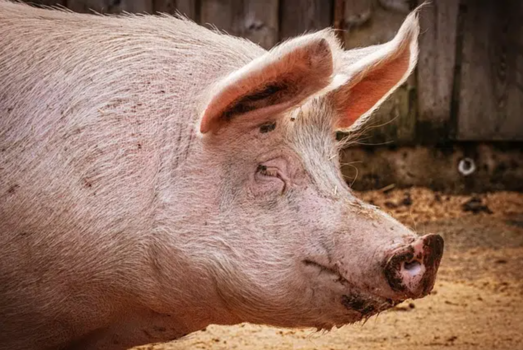 Cerdo ataca a su dueño hasta matarlo