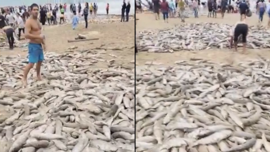 Misterio en las costas de Brasil: miles de peces varados sorprenden a turistas