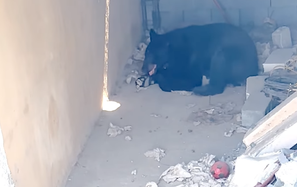 Avistan a oso en calles de El Carmen y Escobedo; buscaba resguardo del calor