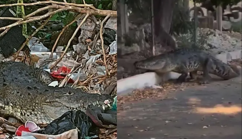 Cocodrilos son avistados en las calles en Yucatán