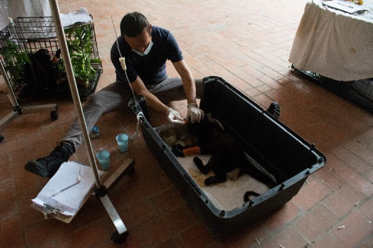 Monos aulladores en peligro son rescatados por Profepa en el sureste mexicano