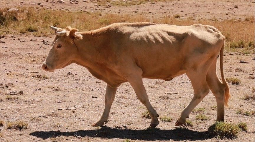 Tercera ola de calor «da la puntilla» al ganado, un sector golpeado por la sequía: UGRD