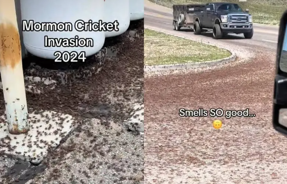 Plaga de grillos carnívoros provoca daños en Nevada