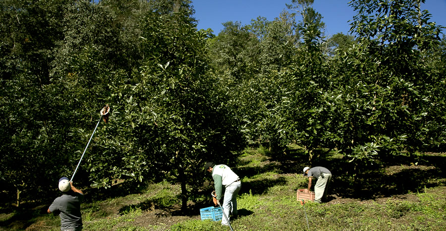 Hectáreas de aguacate han triplicado su producción en 4 décadas: BBVA