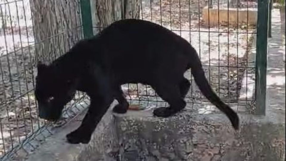 Un jaguar pierde una pata después de un descuido en un zoológico en Mérida