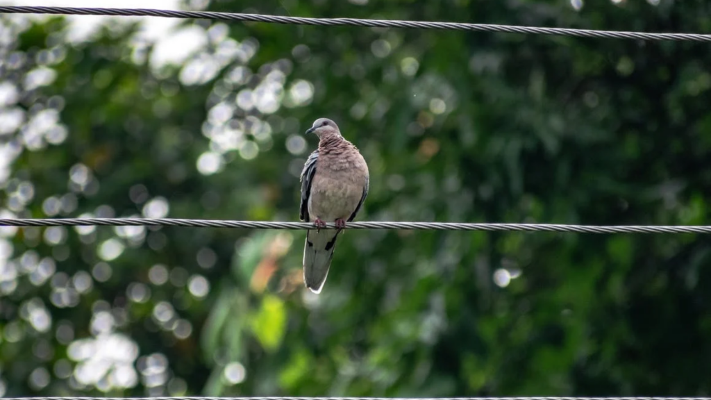 Ave fallece debido al calor extremo en la Ciudad de México