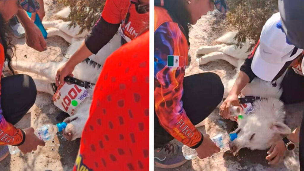 Hombre deja a su perro en la carretera después de que sufriera un golpe de calor