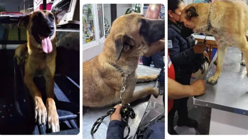 En Tizayuca, causa indignación el presunto maltrato a un perro policía; aclaran que cayó de una patrulla