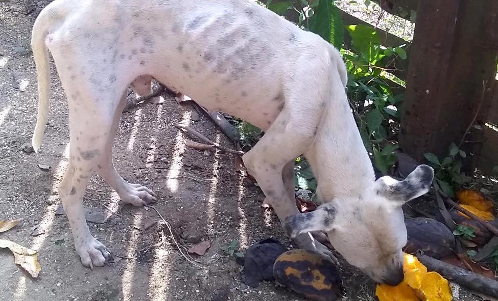 Perros se devoran unos a otros debido a la escasez de comida