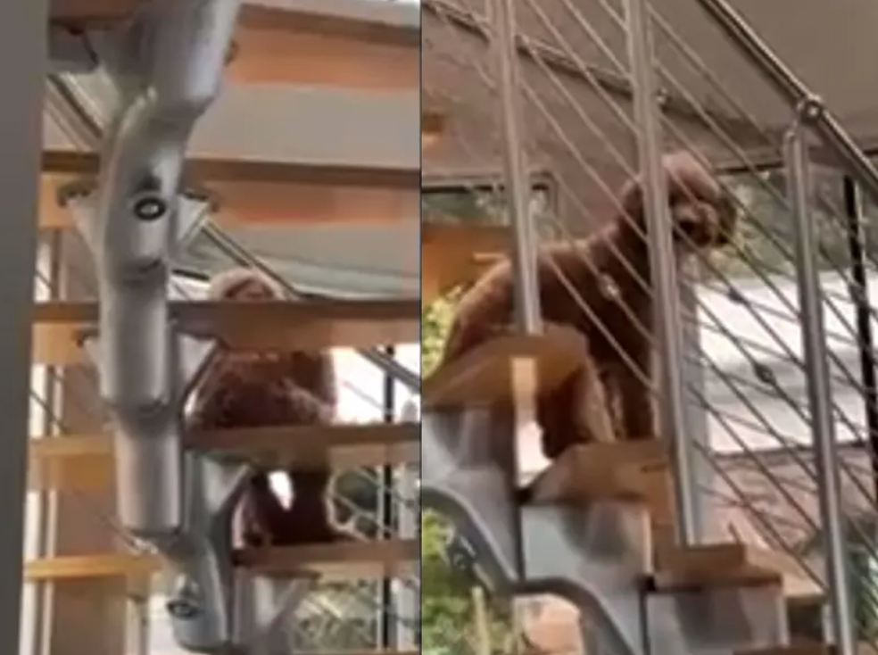 Un perro es hallado sentado como un humano en las escaleras