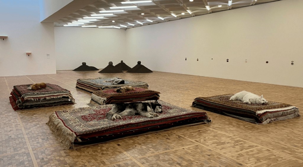 Museo Tamayo atiende a la PAOT por performance con perros