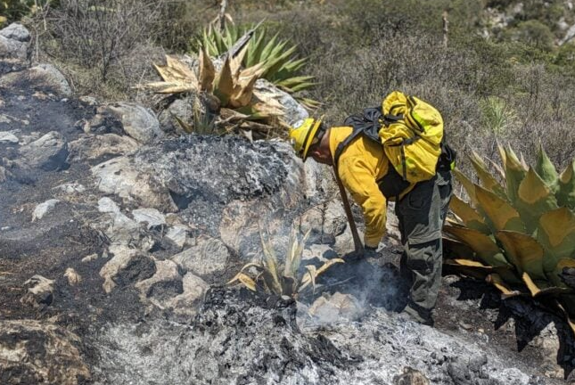Lluvias ayudan a sofocar los cinco incendios forestales en Nuevo León