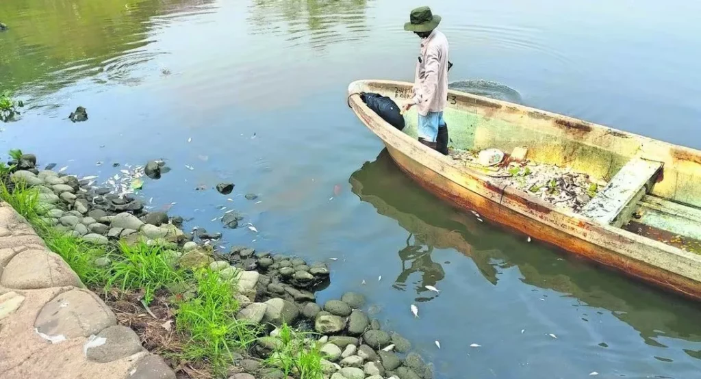 Tabasco reporta miles de peces muertos por altas temperaturas