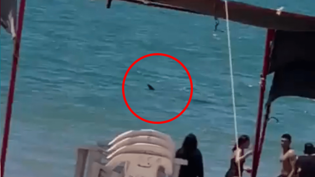 VIDEO: Tiburón sorprende a bañistas en playa de Sonora 
