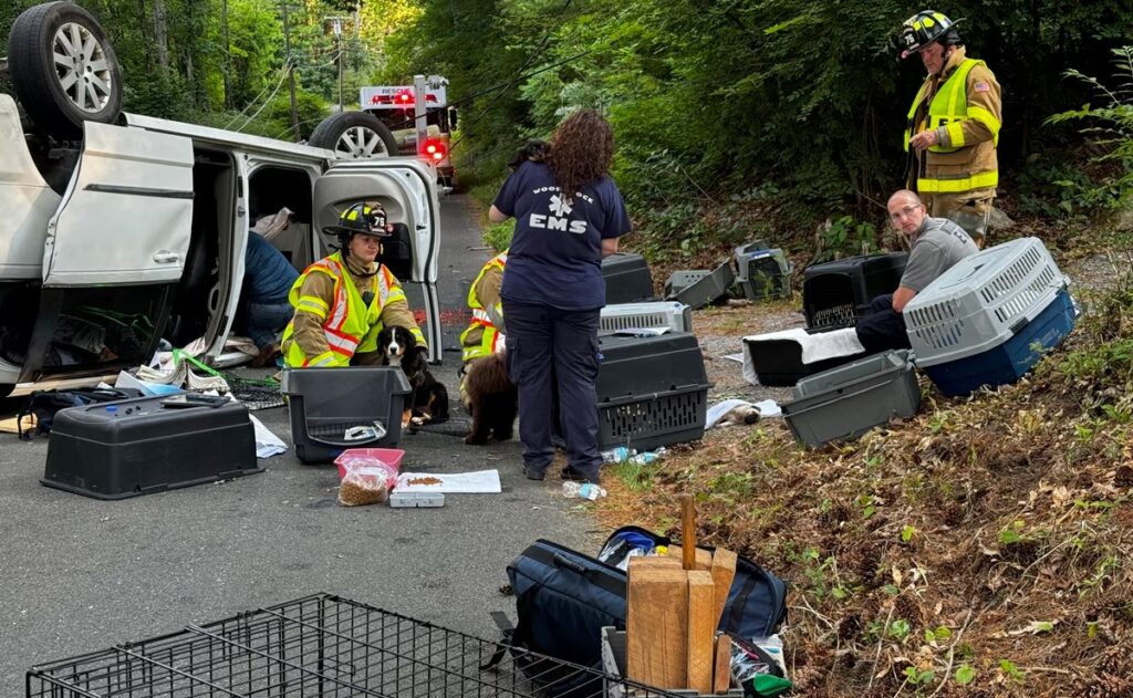 Camioneta con 14 cachorros choca contra poste y vuelca en Connecticut