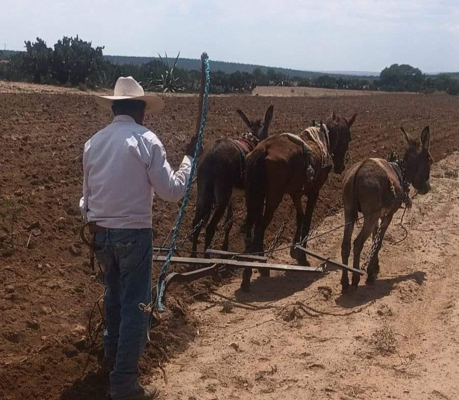 Claudia Sheinbaum deberá atender pendientes que deja AMLO en el campo: diputado Carmelo Fernández