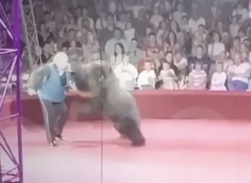 Un ataque de una osa en un circo de Rusia deja al público en estado de shock