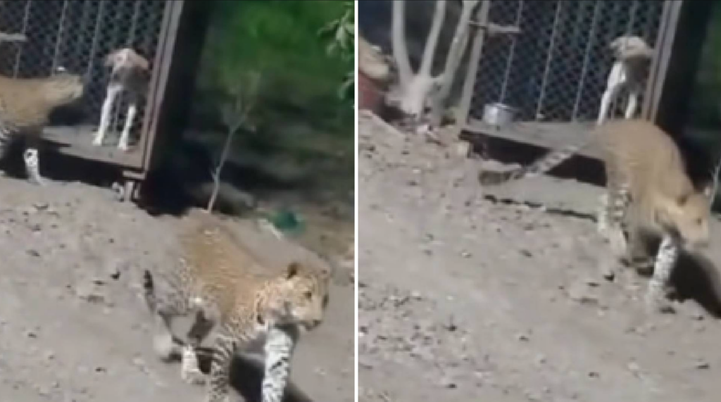Jaguares desatan pánico en las calles de Cancún