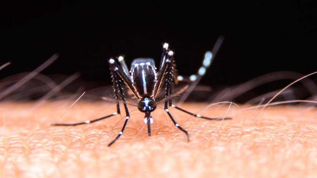 Congreso de Nuevo León pide reforzar campañas contra el dengue