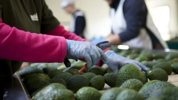 Exportación de aguacate a EU fue suspendida por bloqueo social, no por inseguridad