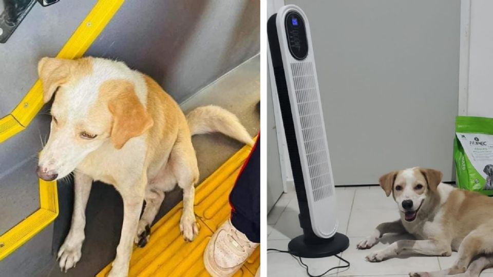 Perrito que solía viajar en transporte público es adoptado después de ser abandonado por su familia