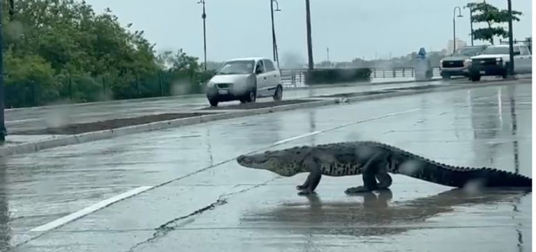 Cocodrilo en plena calle de Tampico complica el tránsito