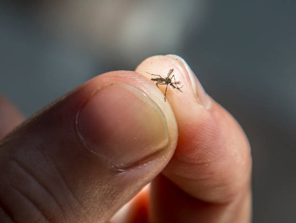 Alerta sanitaria en Morelia: Dengue y Chikungunya amenazan en temporada de lluvias