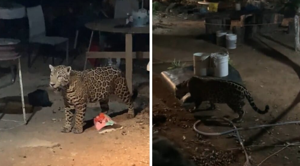 Un jaguar es visto merodeando en una zona residencial de Cancún