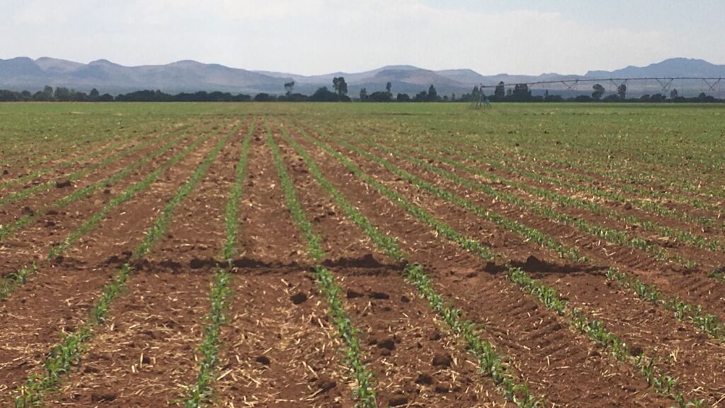 Productores de maíz forrajero en Durango, preocupados por la falta de lluvias