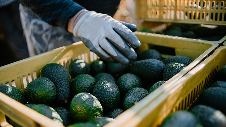 México recupera exportación de aguacate a EU tras acuerdo de seguridad