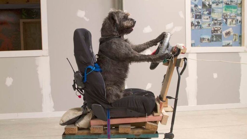 En Nueva Zelanda, perros asisten a una escuela de manejo para demostrar su inteligencia y habilidades al volante