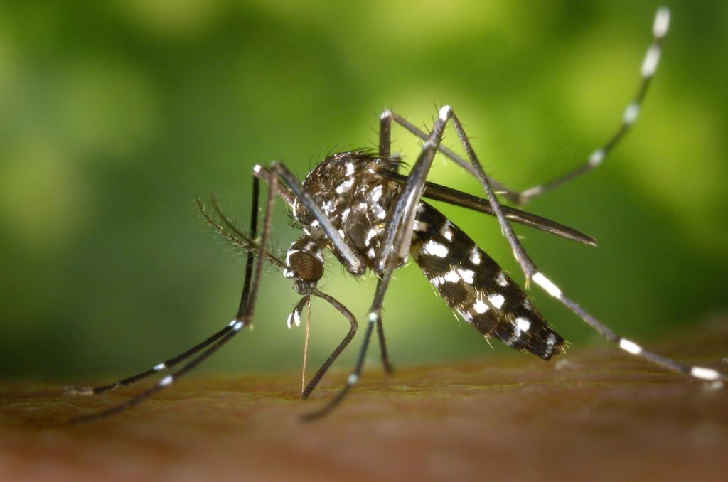 Incrementan casos de dengue en sur de Tamaulipas