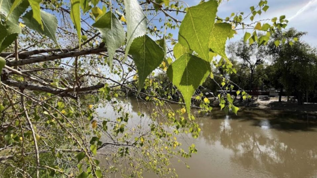 Fallece mujer al rescatar a su hijo de ahogarse en el río de Los Naranjos