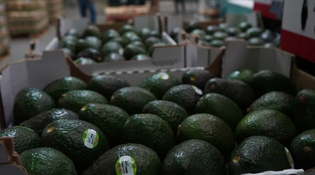 AMLO reclama frenar exportación de aguacate por agresión a inspectores