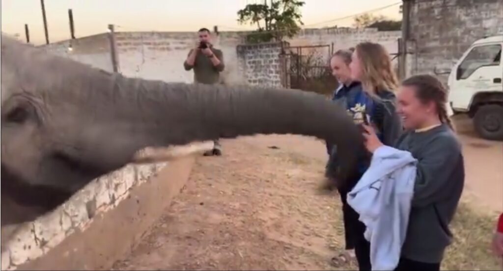 VIDEO: Elefante cachetea a turista que le quería tomar fotos