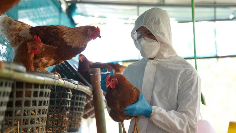 OMS confirma primera muerte por gripe aviar A H5N2 en México
