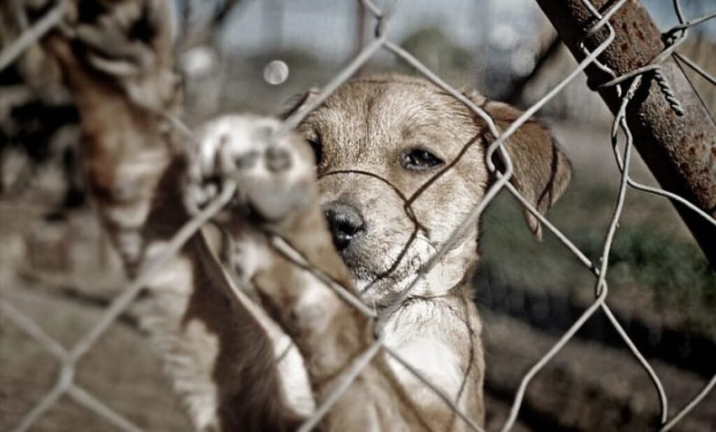 Rescatan a 27 perros, víctimas de crueldad animal en Sinaloa
