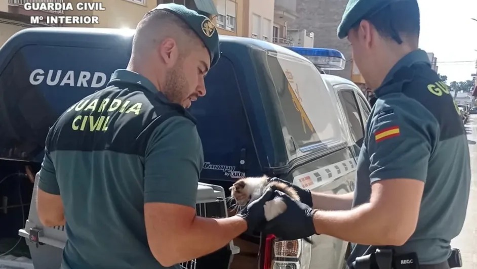 ¡Con los michis no! Rescatan a gato atrapado en un auto de España
