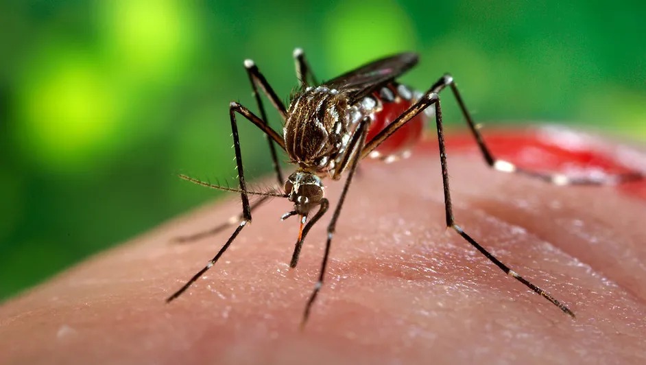 Oaxaca registra 113 casos de dengue; 25 municipios están en riesgo