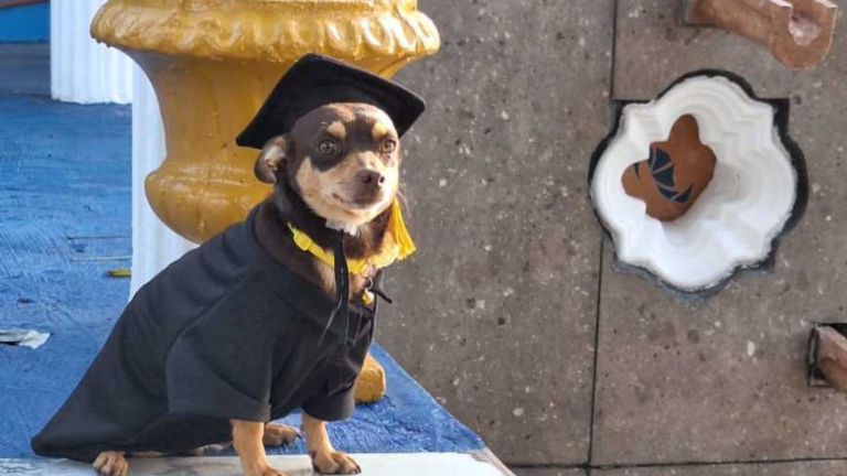 Canelo: De Perro Sin Hogar a Graduado de Escuela en México
