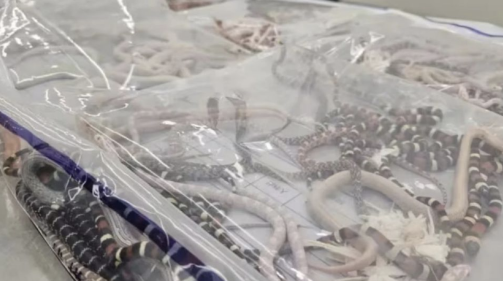 Un hombre intenta evadir la ley en China llevando 104 serpientes en sus pantalones