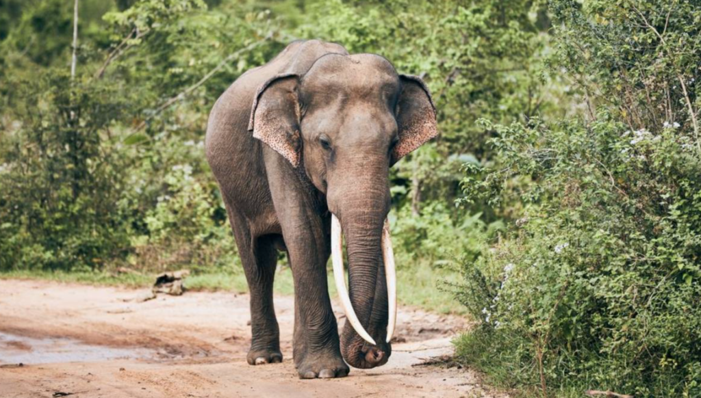 En la India, un elefante aplastó a un joven que había lanzado piedras a su manada
