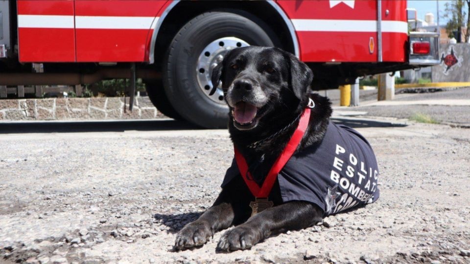 Despiden a Dana, perrita rescatista de bomberos de Puebla