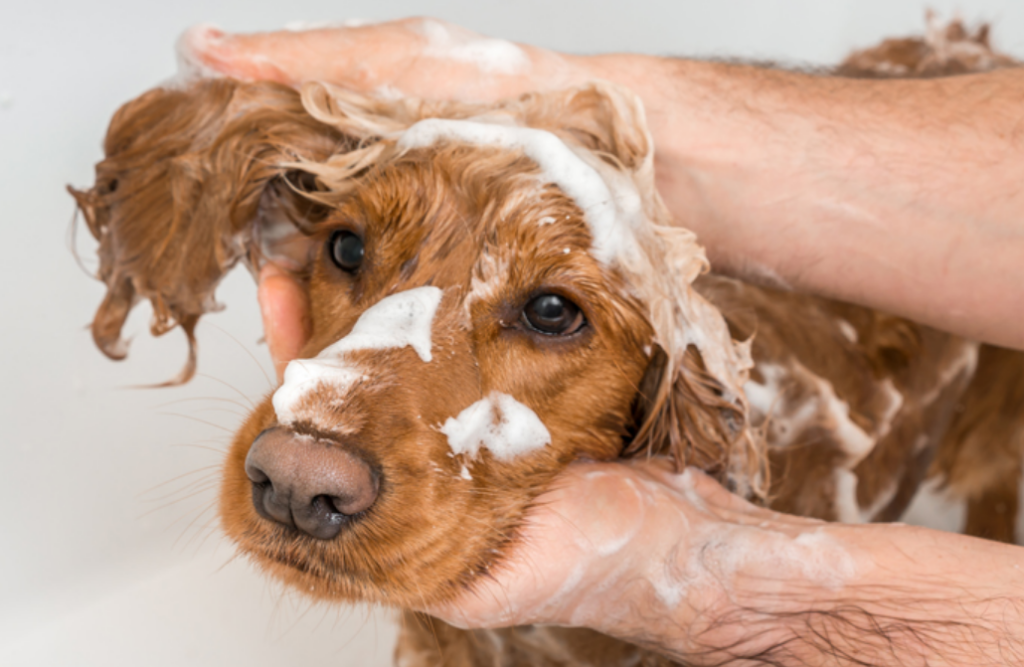 Acusan a «salón de belleza para perros» de lavar a los «peludos» con jabón para platos y agua fría