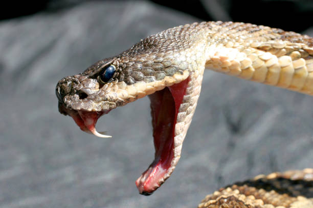 Un trabajador de la India enfrenta a una serpiente venenosa a mordiscos