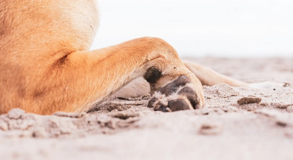 Sujeto ahoga a un perro en Playa del Carmen