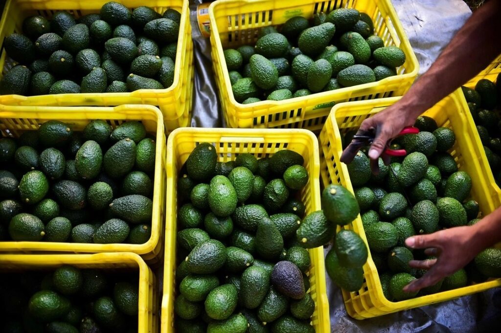 Restablecen al 100 por ciento exportación de aguacate en Michoacán