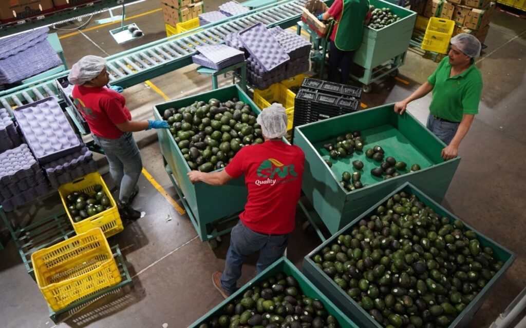 México y EU cierran con éxito el caso de violación de derechos laborales en productora de aguacate