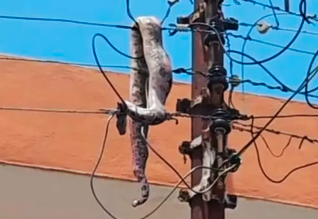 Boa causa apagón al caer sobre cables de alta tensión
