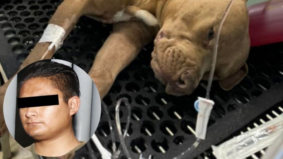 Detenido el individuo que mató a «Jefazo», el perro atacado con un machete en Hidalgo